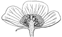 anemone-flower_2_sm.gif