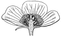 anemone-flower_2_md.gif