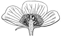 anemone-flower_2_lg.gif