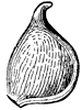 anemone-akene_1_th.gif
