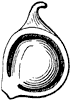 anemone-akene_2_th.gif