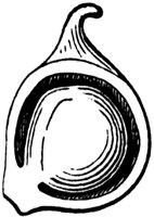 anemone-akene_2_md.gif