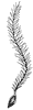 clematis-akene_1_th.gif