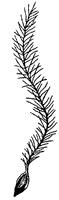 clematis-akene_1_sm.gif