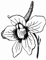 larkspur_1_sm.gif