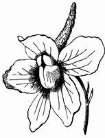 larkspur_1_lg.gif