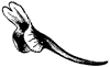 larkspur_2_th.gif