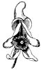 wolfsbane_1_th.gif