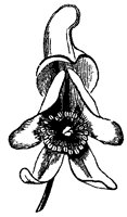 wolfsbane_1_sm.gif