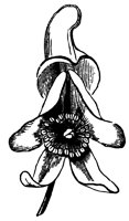 wolfsbane_1_lg.gif