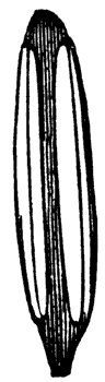 laurel-stamen_1_md.gif