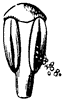 stamen_1_th.gif