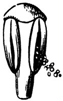 stamen_1_sm.gif