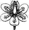 barberry-flower_2_th.gif