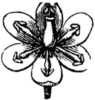 barberry-flower_2_md.gif