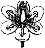 barberry-flower_2_lg.gif