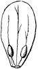 barberry-petal_1_th.gif