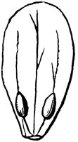 barberry-petal_1_lg.gif