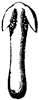 barberry-stamen_1_th.gif