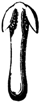barberry-stamen_1_sm.gif