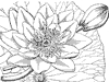 water-lily_1_th.gif