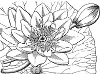 water-lily_1_sm.gif