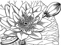 water-lily_1_md.gif