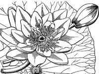 water-lily_1_lg.gif