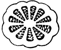 water-lily-pistil_1_md.gif