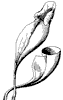pitcher-plant_3_th.gif
