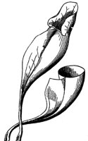 pitcher-plant_3_md.gif