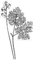 flower_26_md.gif