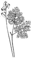 flower_26_lg.gif