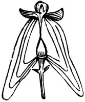flower_27_md.gif