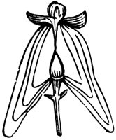 flower_27_lg.gif