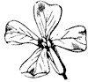 flower_28_th.gif