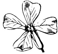 flower_28_sm.gif