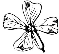 flower_28_md.gif
