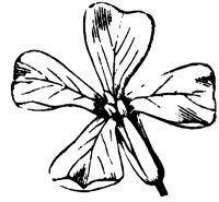 flower_28_lg.gif