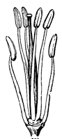 stamen_2_sm.gif