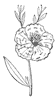 flower_29_th.gif