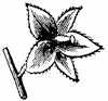 calyx-1_th.gif