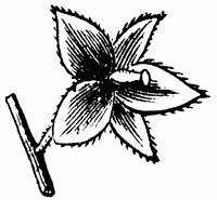 calyx-1_sm.gif