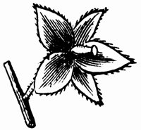 calyx-1_md.gif