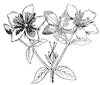 flower_30_th.gif