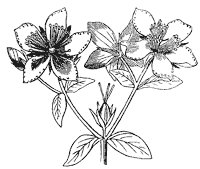 flower_30_sm.gif