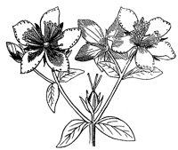 flower_30_lg.gif
