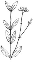 flower_31_sm.gif