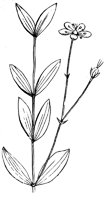 flower_31_lg.gif
