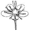 flower_32_th.gif
